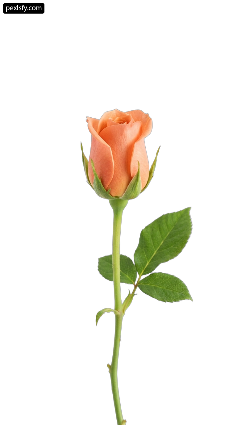 Single orange rose with green leaves on a white background png transparent background