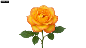 Single orange rose with green leaves on a white background png transparent background