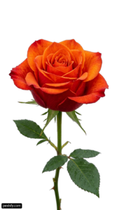Single orange rose with green leaves on a white background png transparent background