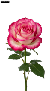 Single pink and white rose with green leaves png transparent background