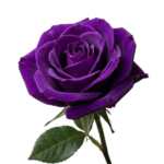 Single purple rose with green leaves on a white background png transparent background