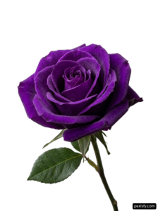 Single purple rose with green leaves on a white background png transparent background