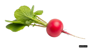 Single radish with green leaves on a white background png transparent background