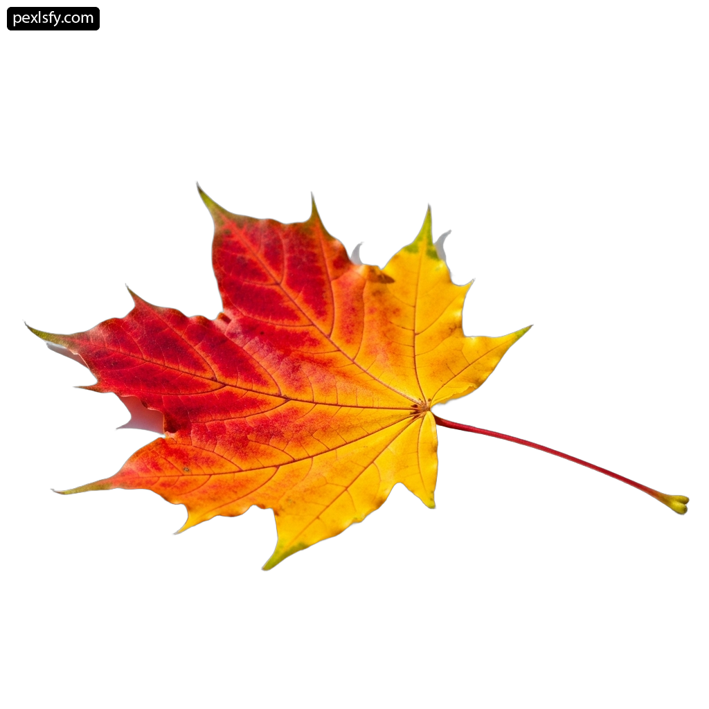 Single red and yellow maple leaf on a white background png transparent background