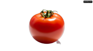 Single red tomato on a white background png transparent background