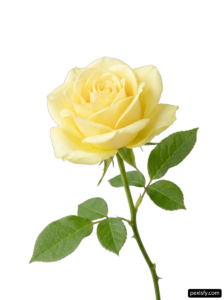 Single yellow rose with green leaves on a stem png transparent background
