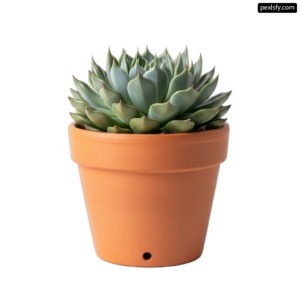 Small succulent plant in an orange pot on a white background png transparent background