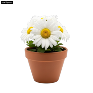 Small white flower in a brown pot on a white background png transparent background