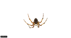 Spider on a white background png transparent background