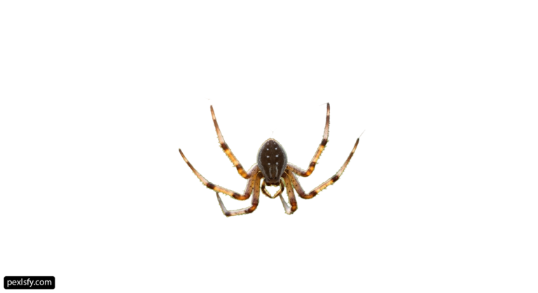 Spider on a white background png transparent background