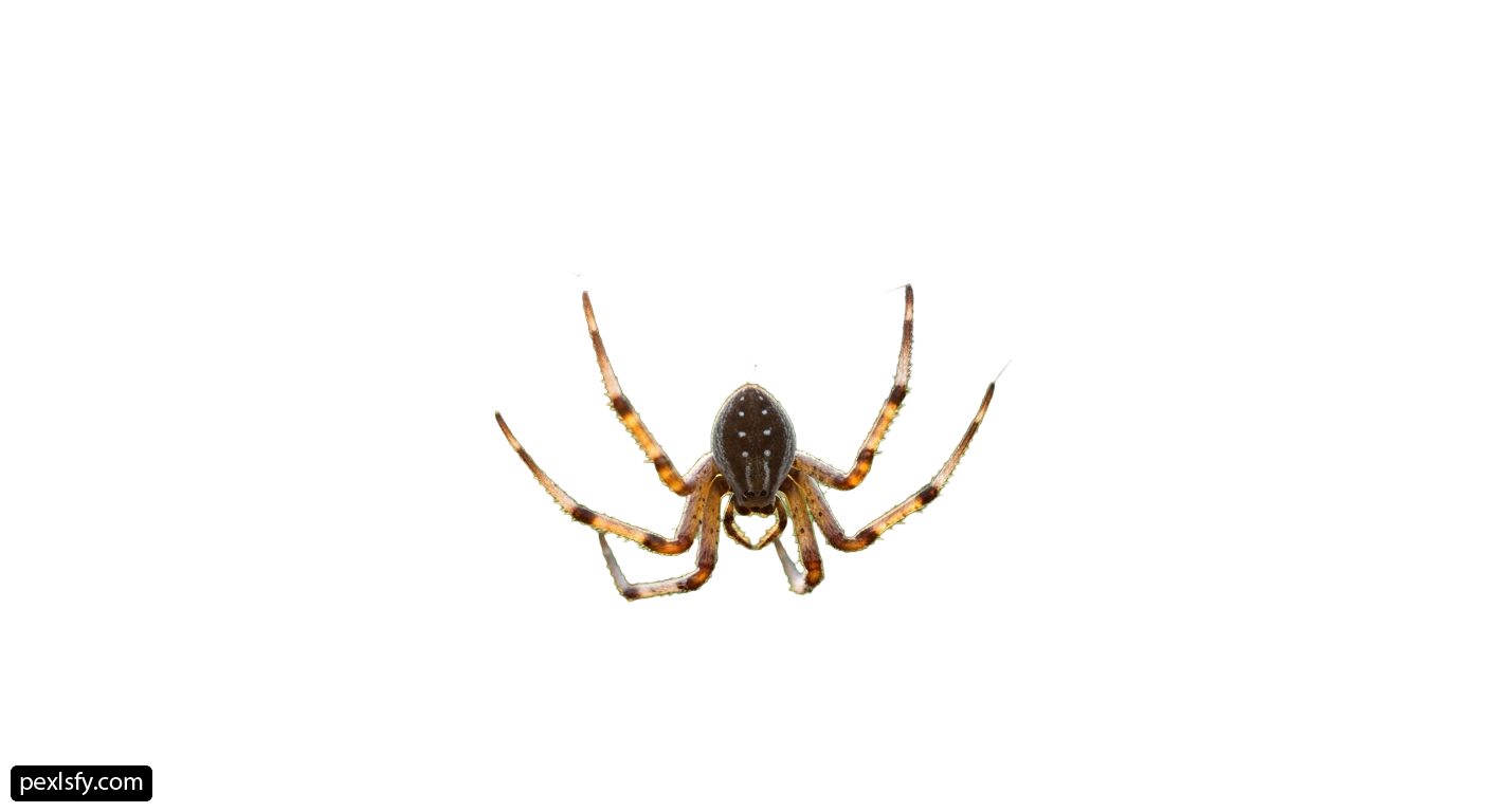 Spider on a white background png transparent background