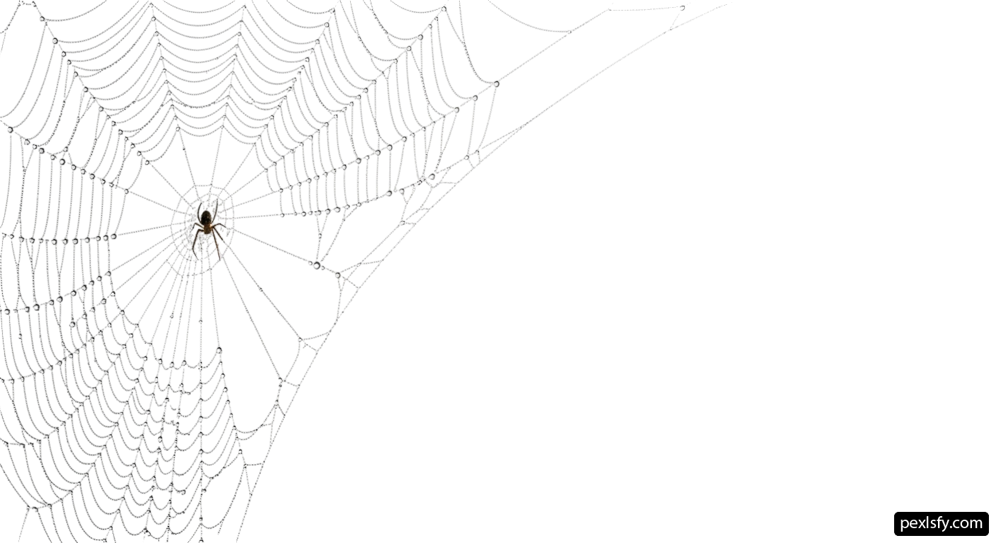 Spider web with water droplets on it png transparent background