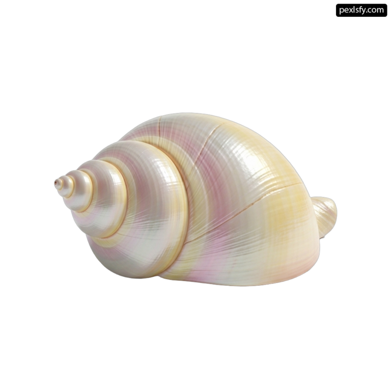 White and pink shell on a white background png transparent background