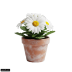 White flower in a clay pot on a white background png transparent background