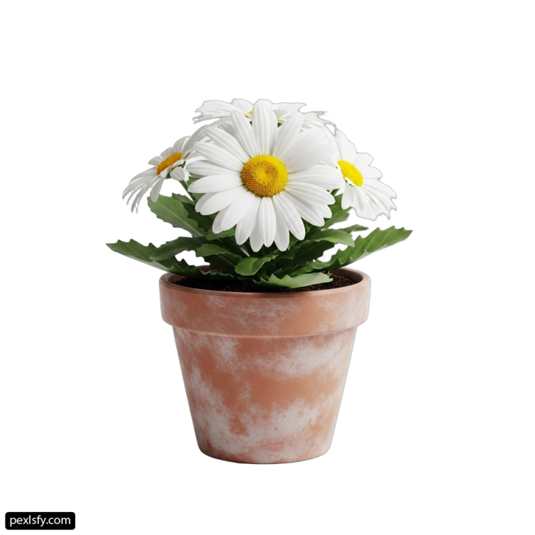 White flower in a clay pot on a white background png transparent background